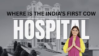 first-cow-hospital